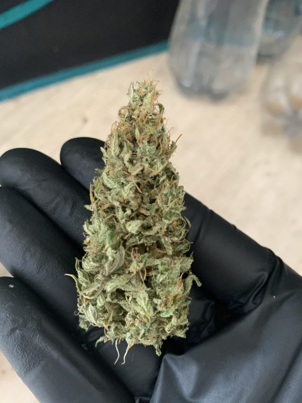 Jack Horreur cbd – Image 2