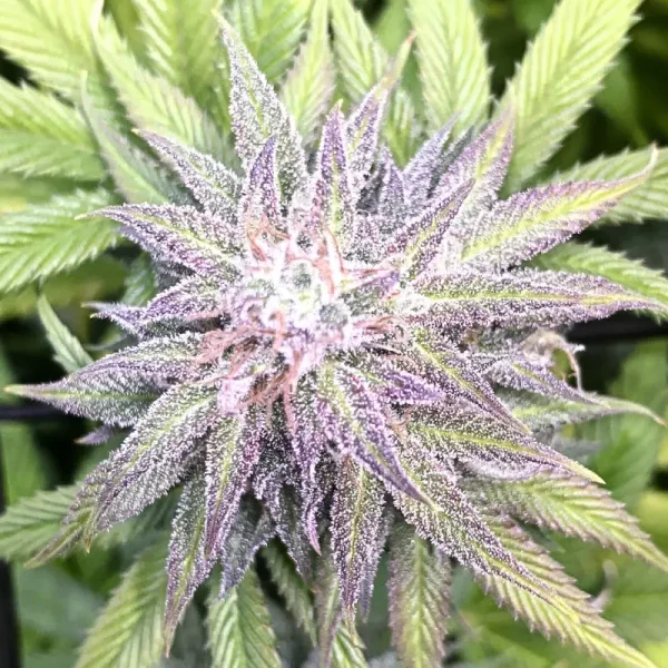 Jack Horreur cbd – Image 3