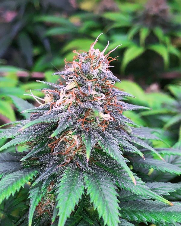 Tatanka Fleurs CBD – Image 2