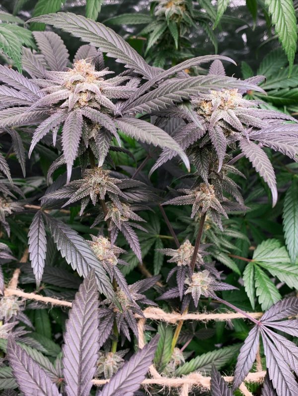 Vampire OG – Image 2